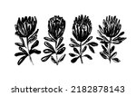 Protea flowers hand drawn vector set. Collection of hand drawn illustrations, cliparts.  Grunge dry paint brush strokes on white background. Protea  is the national symbol of the Africa