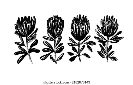 Protea Blumen handgezeichnet Vektorset. Kollektion von handgezeichneten Illustrationen, Clipkunst.  farbige, trockene Pinselstriche auf weißem Hintergrund. Protea ist das nationale Symbol Afrikas