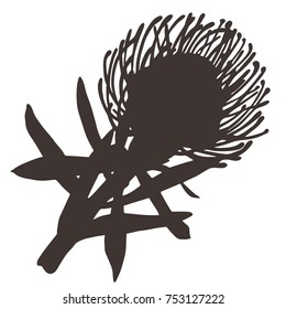 Protea flowers, hand-drawn in a sketchbook, translated into vector.
Design can use for: tattoo, scrapbooking, decoration, labels and so on 
