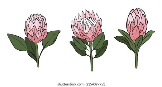 Protea flowers, set of 3 large buds, drawn with color. Isolated bud on a branch. For invitations and valentines