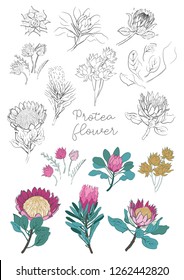 Protea flowers set. Protea and leaves design for wedding invitations, greeting cards, packages, T-shirts, labels, patterns