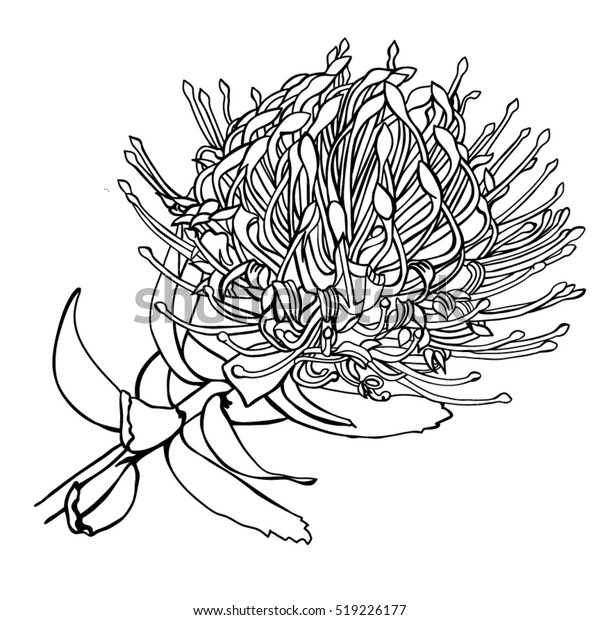 Protea Hand Drawn Vector Illustration Stock Vector (Royalty Free ...