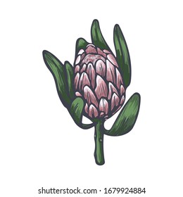 Protea head hand drawn vector sketch. Exotic protea flower isolated on white background.