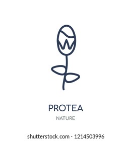 Protea icon. Protea linear symbol design from Nature collection. Simple outline element vector illustration on white background.