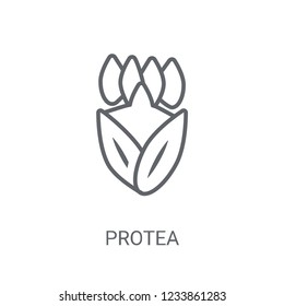Protea icon. Trendy Protea logo concept on white background from Nature collection. Suitable for use on web apps, mobile apps and print media.