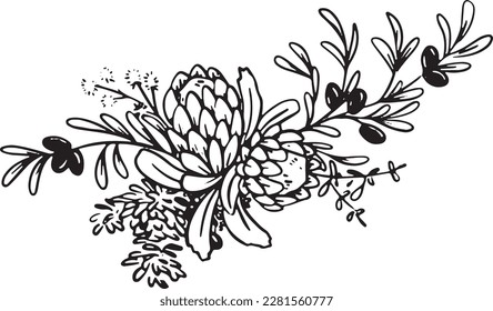 Protea Olive Branch Greenery floral arrangement black and white pen and ink drawing illustration vector 