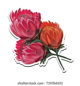 Protea Pink and Orange Flower bouquet Vector Illustration