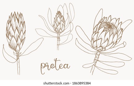 Protea. Flores africanas. Gráficos.