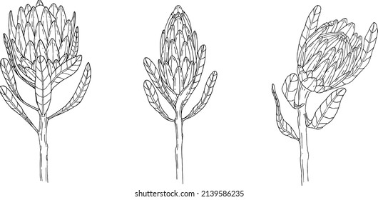 Protea. Set of hand drawn floral elements, plants and flowers. Isolated flowers on a white background. Sketchy floral elements. Set in Linear style. Line art.
