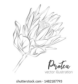 Protea Sketch Floral Botany Collection. Sugarbushes flower drawings. Black and white with line art on white backgrounds. Hand Drawn Botanical Illustrations. Vector sketch .