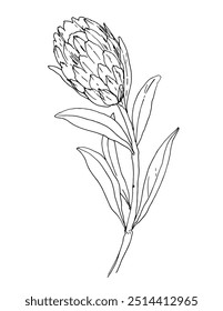 Protea Sketch of flowers. Flowers vector line drawing. Drawn by a black line on a white background.