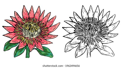 Protea tropical flower. Hand drawn vector illustration. Botanical sketch of exotic plant. Colored and outline clipart isolated on white. Vintage element for design, postcard, print, decor, sticker.