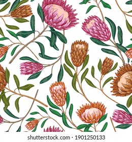 Protea Tropical Flowers Hand Drawn Vector Stock Vector (Royalty Free ...