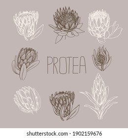  Protea. Flores tropicales. Conjunto de ilustraciones dibujadas a mano convertidas en vector. 