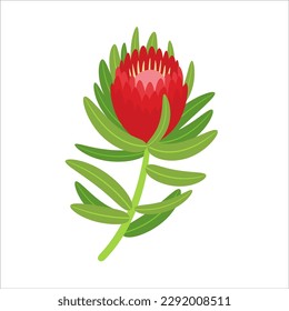 Protea vector illustration. Exotic flower bloom protea icon isolalated on white background. Tropical plant african big flower head and leaves. Cartoon style flat design. South Africa national flower.