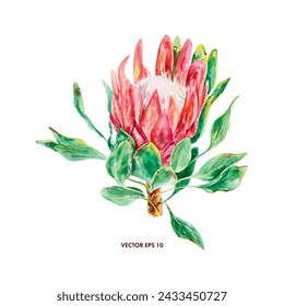 Acuarela Protea, floreciente. Ilustración vectorial de una flor rosa. Tarjetas de felicitación, invitaciones de boda, banners, cubiertas, etiquetas, carteles para el interior.