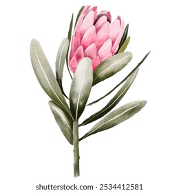 Protea watercolor, blooming. Vector illustration of a pink flower. Cards, wedding invitations, banners, covers, labels, posters for interior design.
