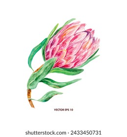 Acuarela Protea, amigo. Ilustración vectorial de una flor rosa. Tarjetas de felicitación, invitaciones de boda, banners, cubiertas, etiquetas, carteles para el interior.