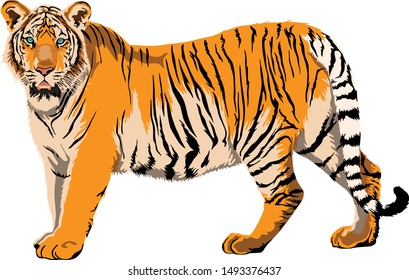 Protected animal Sumatran tiger standing