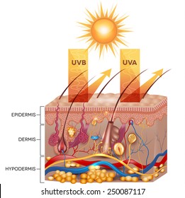 Protected skin with sunscreen lotion. UVB and UVA radiation can not penetrate into the skin.