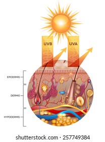 Unprotected Skin Without Sunscreen Lotion Uvb Stock Vector (Royalty ...