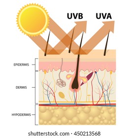 Protected skin with sunscreen lotion, UVB and UVA rays can not penetrate into the skin. Skin is protected and healthy.