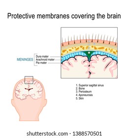 Protective membranes covering the brain. Meninges: Dura mater, Arachnoid, and Pia mater. Cross section of the human brain. Layers. Vector diagram for educational, medical, biological, scientific use