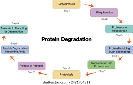 Protein Degradation Flow Chart, Ubiquitin-Proteasome Pathway, Lysosomal Degradation, Detailed Protein Breakdown Process