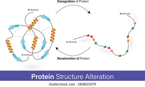 Protein denaturation and renaturation boll and stick model	