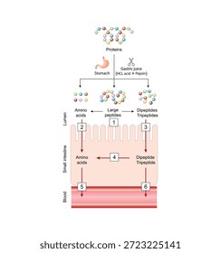 Protein digestion and Absorption. Proteins are broken down by enzymes into amino acids, dipeptides and tripeptides then tansported into the blood by transporters in the intestinal lining. Vector illustration.