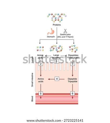 Protein digestion and Absorption. Proteins are broken down by enzymes into amino acids, dipeptides and tripeptides then tansported into the blood by transporters in the intestinal lining. Vector illustration.