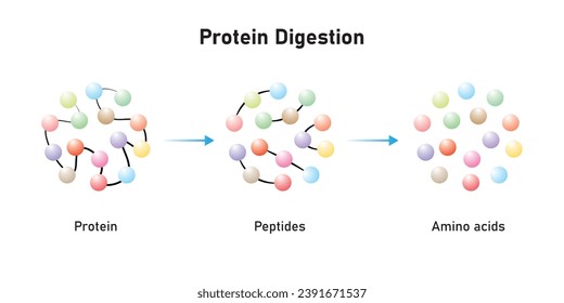 Proteinverdauung zu Aminosäuren. Aminosäuren, Peptide und Protein Scientific Design. Vektorgrafik.