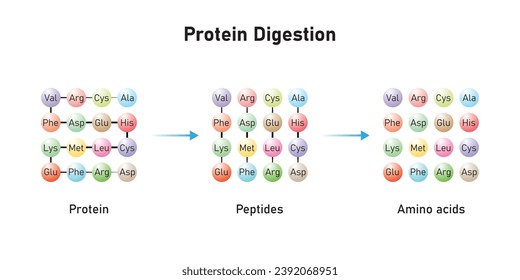 Protein Digestion to Amino Acids. Amino Acids, Peptides and Protein Scientific Design. Vector Illustration.