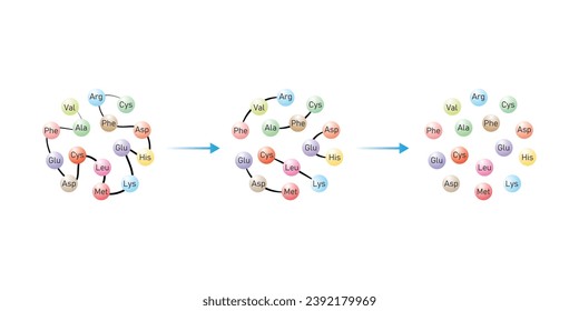 Protein Digestion to Amino Acids. Amino Acids, Peptides and Protein Scientific Design. Vector Illustration.