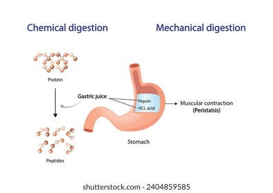 Proteinverdauung im Magen. Chemische und mechanische Verdauung, Peristalsis. Magensaft, Pepsin und Salzsäure, Verdauung und Zerlegung des Proteins in kleine Peptide. Vektorgrafik.