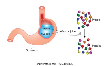 Proteinverdauung im Magen. Magensaft, Pepsin und Salzsäure, Verdauung und Zerlegung des Proteins in kleine Peptide. Vektorgrafik.