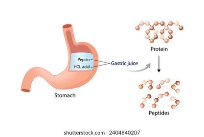 Protein Digestion in stomach. Gastric juice, pepsin and hydrochloric acid, digesting and breaking the protein into small peptides. Vector illustration.