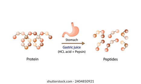 Protein Digestion in stomach. Gastric juice, pepsin and hydrochloric acid, digesting and breaking the protein into small peptides. Vector illustration.