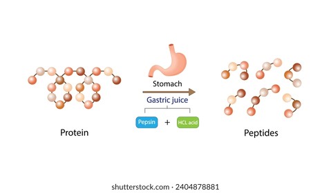 Protein Digestion in stomach. Gastric juice, pepsin and hydrochloric acid, digesting and breaking the protein into small peptides. Vector illustration.