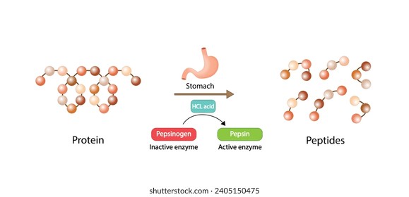 Protein Digestion in stomach. Gastric juice, pepsin and hydrochloric acid, digesting and breaking the protein into small peptides. Vector illustration.
