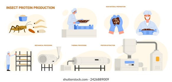 Protein food production from insects, infographic set with process stages. Preparation of raw material by workers, mechanical and thermal processing, protein extraction cartoon vector illustration