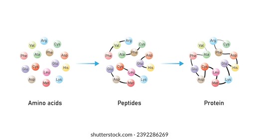 Protein Formation From Amino Acids. Amino Acids, Peptides and Protein Scientific Design. Vector Illustration.