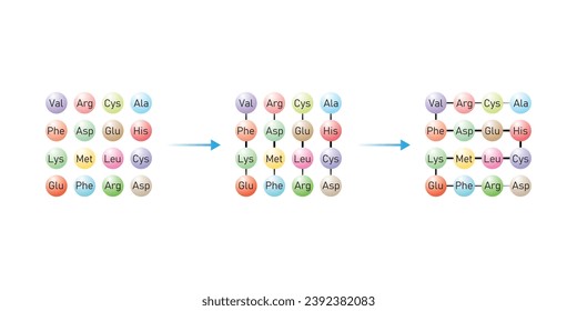 Protein Formation From Amino Acids. Amino Acids, Peptides and Protein Scientific Design. Vector Illustration.