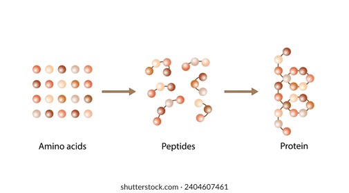 Proteinbildung. Biochemische Struktur von Aminosäuren, Peptiden und Proteinen Molekularem Modell. Wissenschaftliches Design. Vektorgrafik.