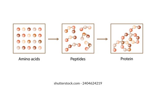 Proteinbildung. Biochemische Struktur von Aminosäuren, Peptiden und Proteinen Molekularem Modell. Wissenschaftliches Design. Vektorgrafik.
