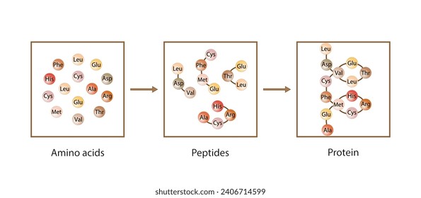 Protein Formation. Biochemical Structure Of Amino acids, Peptides And Proteins Molecular Model. Scientific Design. Vector Illustration.