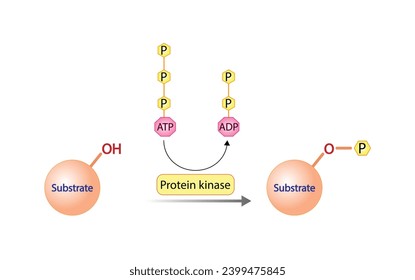 protein kinase catalyses the transfer of phosphate from ATP to its protein substrates. Vector scientific illustration.