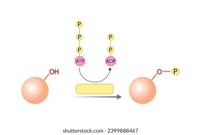 protein kinase catalyses the transfer of phosphate from ATP to its protein substrates. Vector scientific illustration.