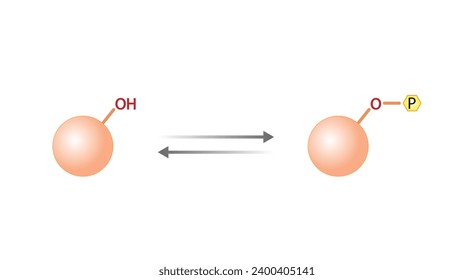 Protein kinase, an enzyme that transfer phosphate from ATP to a protein. Phosphatase, an enzyme that removes a phosphate group from the phosphorylated protein. Phosphorylation and Dephosphorylation.