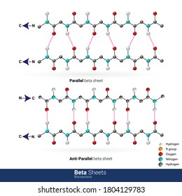 Protein Secondary Structure Beta Sheets With Types Parallel And Antiparallel Beta Sheets By Forming Hydrogen Bonds Vector Illustration Eps 